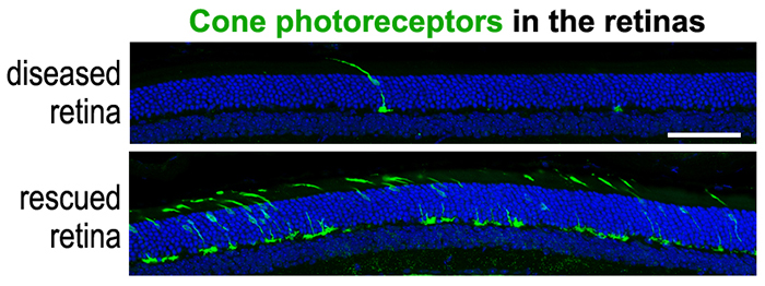 cone photoreceptors in retinas